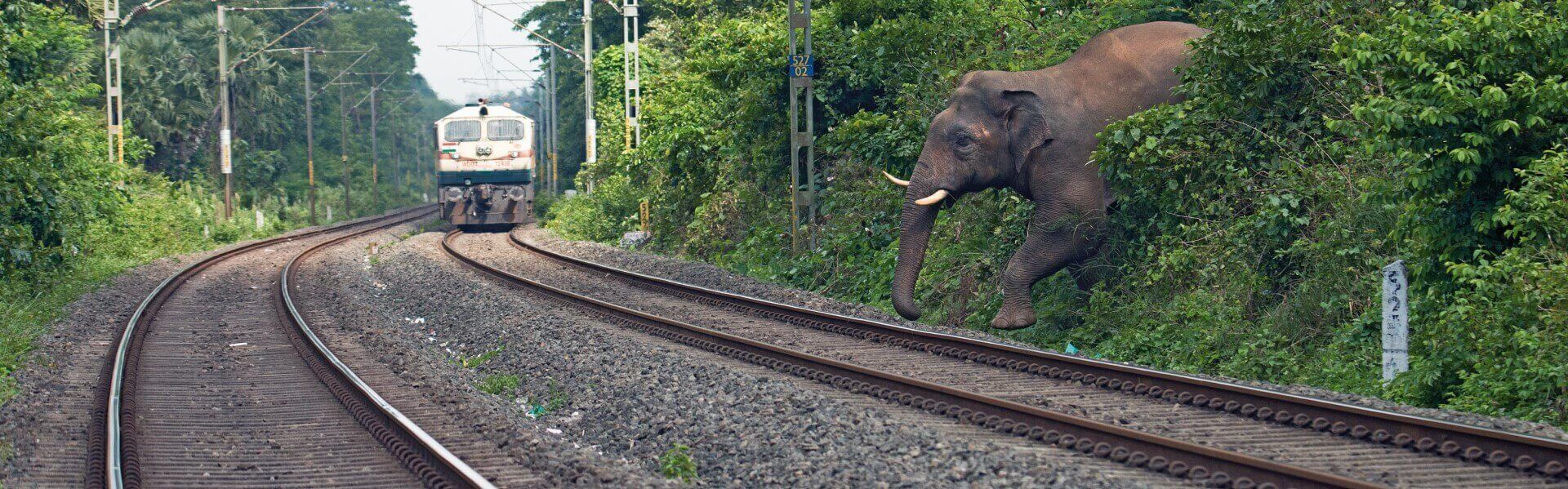 Asian Elephant Palakkad Kerala