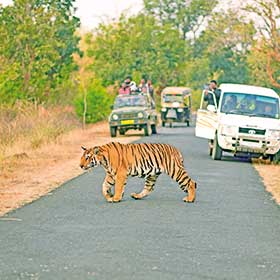 Amrut Naik Tiger Umred