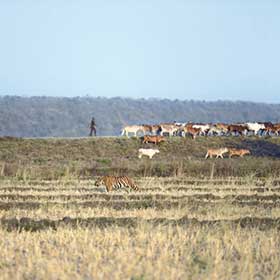 Nikhil Tambekar Tiger and cattle Tadoba
