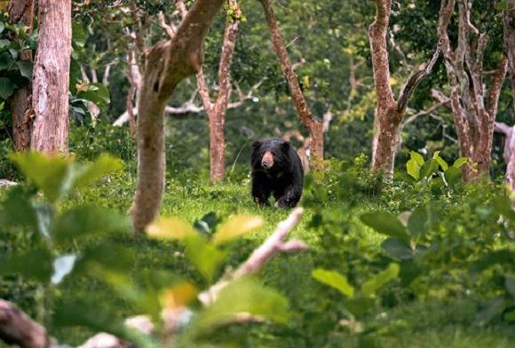 Bear Necessities