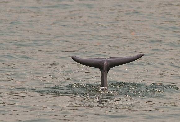 A Fluke of Nature