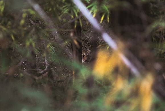 Encounter  with Lady and Luck