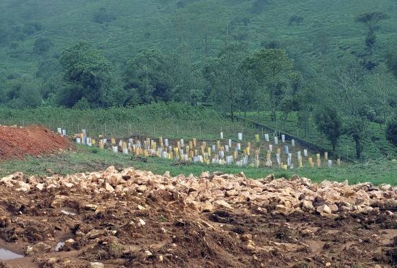 Restoring Indian Forests