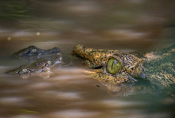 Charotars Crocodiles