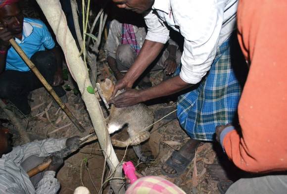 A Traditional Santhal Hunt