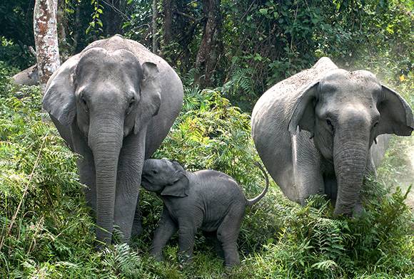 The Starving Elephants Of Udawalawe