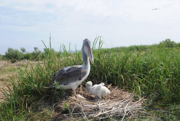 Walking Virtually to Protect Chesapeake Bay