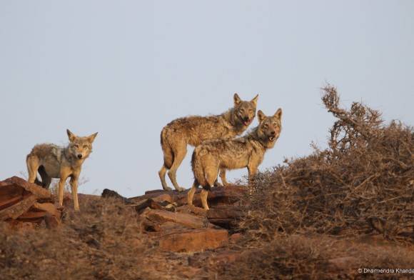 A Ballad for the Wolves