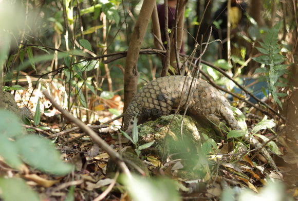 Campaign Update 2: Stop Slaughtering Wildlife