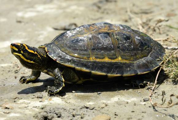 Turtle-y Awesome