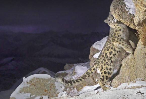 In Conflict with the Cloud Cat