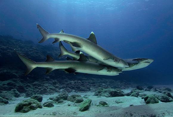 Shark Gods - Seeing Is Believing