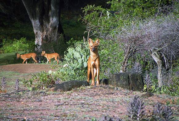 In Memory Of A Dhole Pack