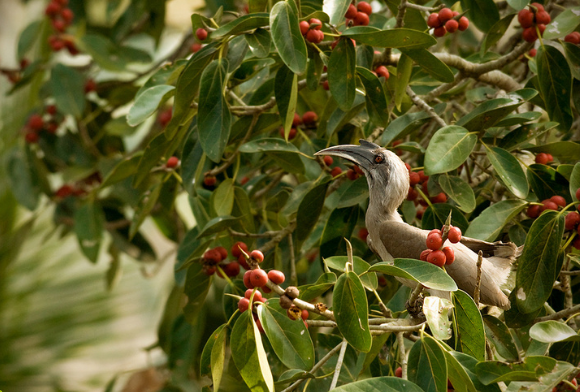 The Versatile Hornbills of Mumbai