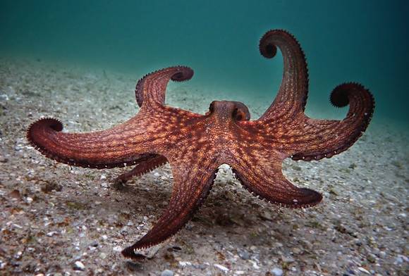 Liquid Magicians Of The Great African Seaforest