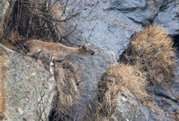 The Magnificent Markhor