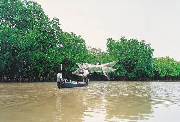 Pichavaram Forest By The Sea