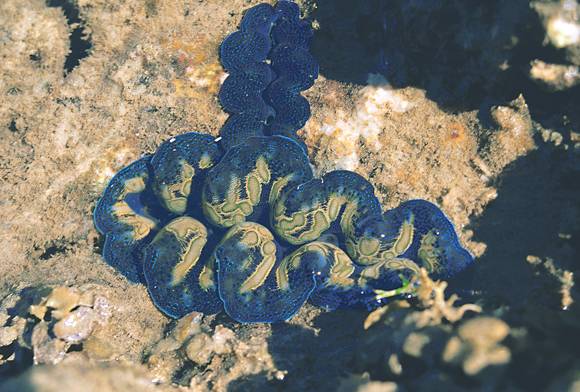 South Sentinel - An Andaman Journey