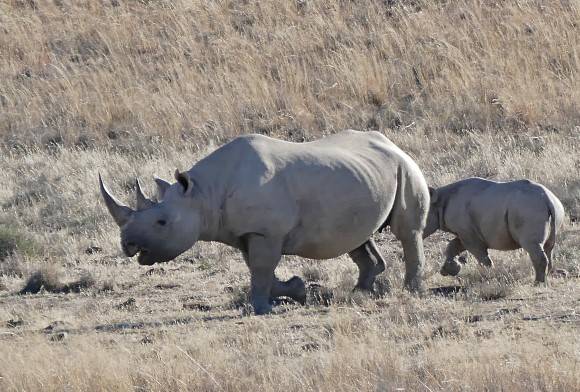 Baby rhinos, weaver birds, and more!