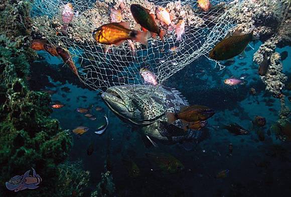 Entangled Oceans