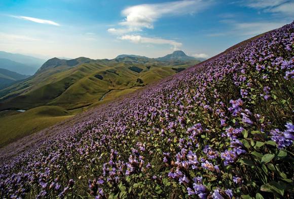 Rewilding the Shola-Grasslands