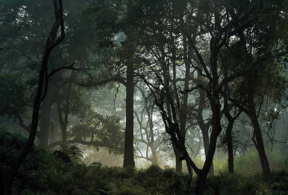 At Their Fingertips: WCT’s New Wildlife Crime App For Foresters