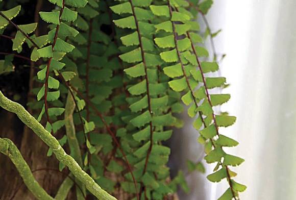 A Tale Of Two Ferns