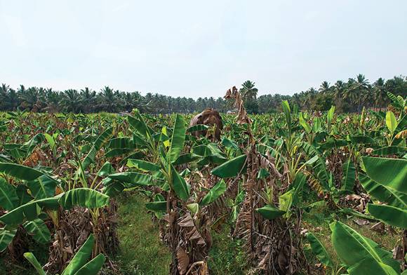 Kaliru