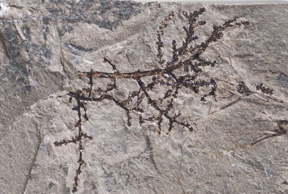 Humanimals: March 2022