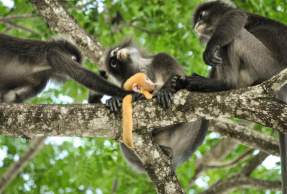 Photostory: Monkey Business