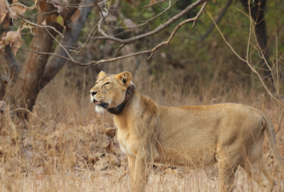 Technology-Driven Conservation: Scientific Monitoring & Research in the Gir Landscape