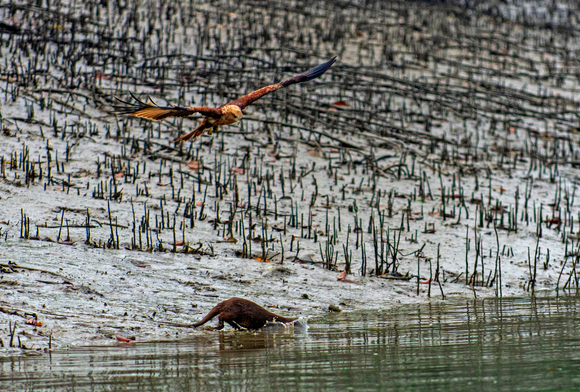 Wild Encounter: July 2022