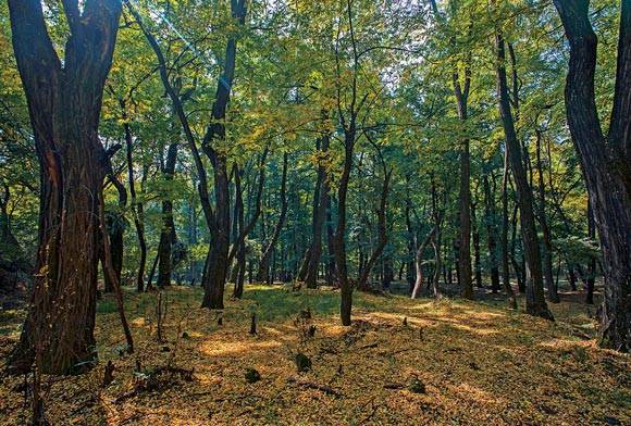 A Birder’s Haven - A Definitive Guide To Birding In Jammu And Kashmir