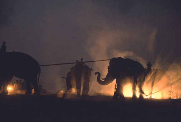 Wildlife Photographers Speak - the Journey Ahead