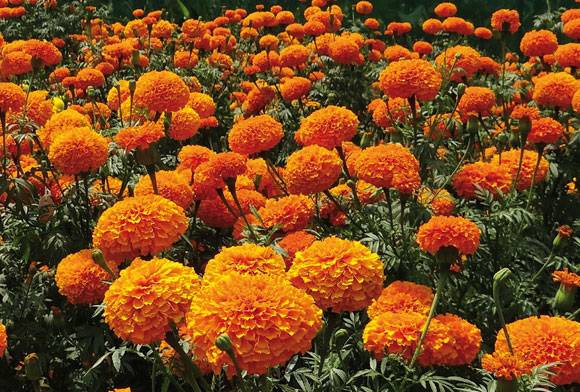 Indian Idol January 2024