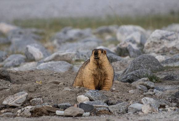 Changthang's Fragile Balance: Navigating Tradition, Conservation And Economics