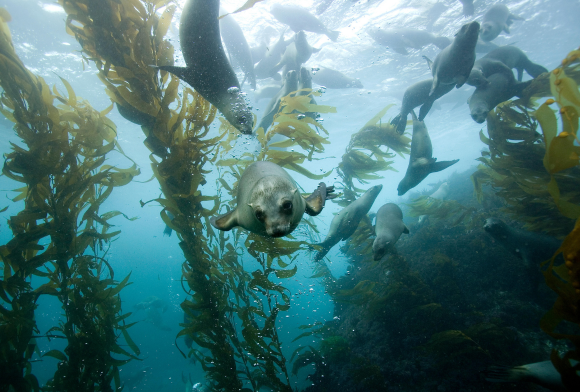 Surf's Up - May 2024