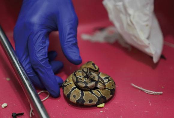 Unpacking the Criminal World of Wildlife Trafficking through Airports