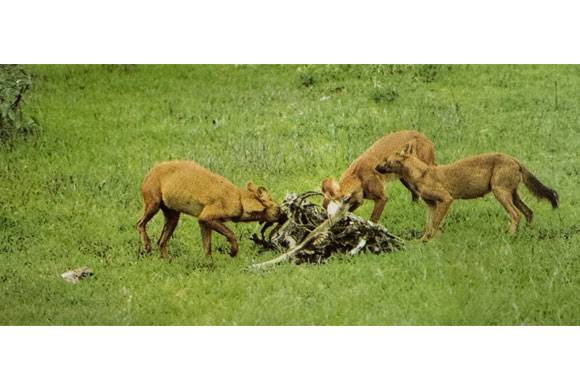 Dhole Dog Of The Indian Jungle