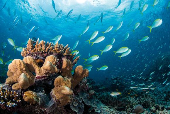 Underwater Wonderland