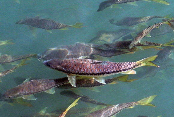 Tigers of the River, Ghosts of the Past?