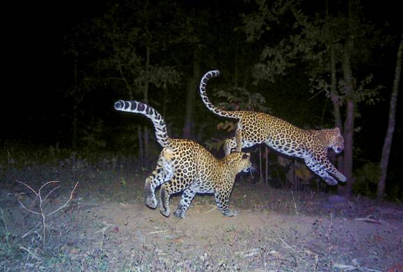 Annals Of The Satpura Uplands