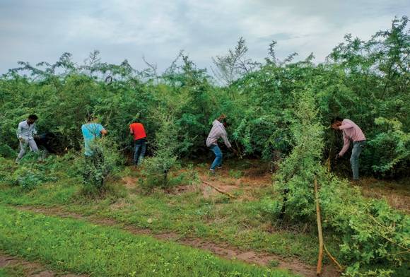 'Not All Green Is Good'