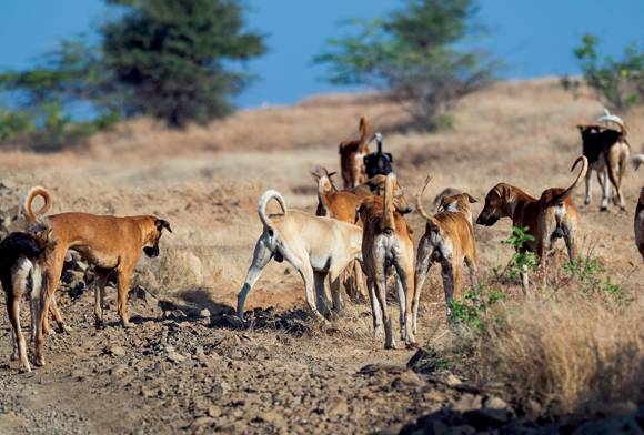 An Unseen Battle At The Forest’s Edge