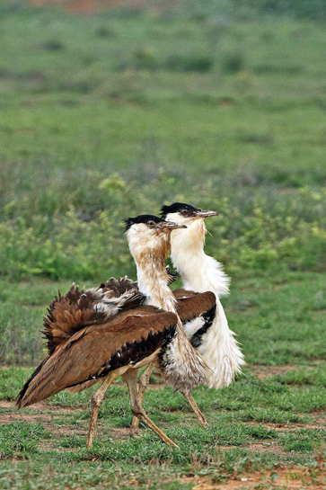 Easily identified by its characteristic long neck and legs, the female Great Indian Bustard is smaller than the male and lacks the gular pouch, which males inflate when displaying or calling.