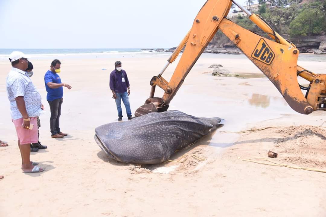 Juvenile Whale Shark Finned in Goa