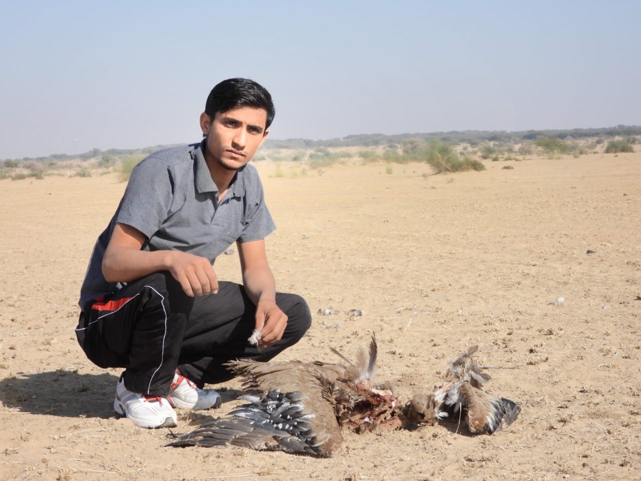 great indian bustard Rajasthan bird