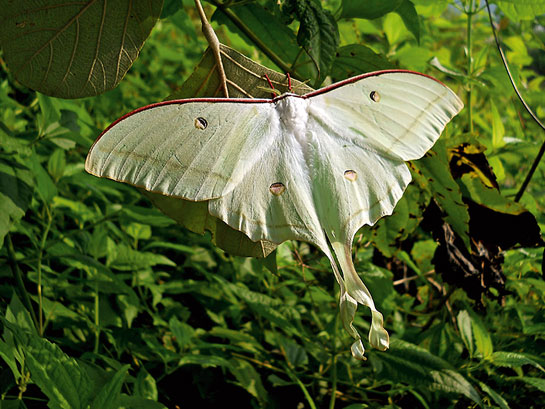 Indian moon moth Actias selene.