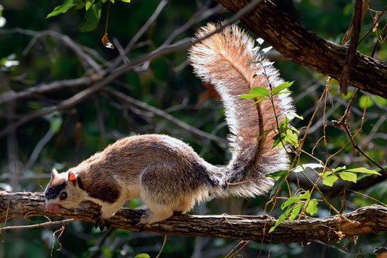 Protection measures implemented to conserve megafauna and their habitats in the Eastern Ghats end up benefitting lesser flora and fauna, such as this grizzled giant squirrel.