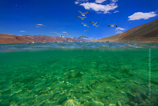 Brown headed Gulls Pangong Tso Ladakh